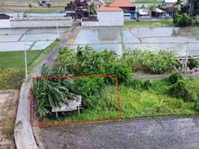 Tanah 215M2 View Sawah Sdh Pondasi Keliling Kedungu Tabanan Itr Kuning - Thumbnail 3