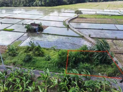 Tanah 215M2 View Sawah Sdh Pondasi Keliling Kedungu Tabanan Itr Kuning - Thumbnail 4