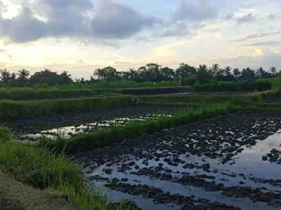 SALE!! TANAH SIAP BANGUN 6,76 HA KETEWEL IDA BAGUS MANTRA - Thumbnail 8