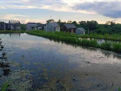 SALE!! TANAH SIAP BANGUN 6,76 HA KETEWEL IDA BAGUS MANTRA - Thumbnail 5
