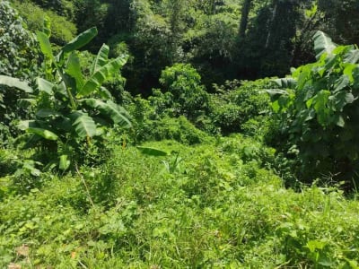 SALE!! TANAH SIAP BANGUN 6,76 HA KETEWEL IDA BAGUS MANTRA - Thumbnail 4