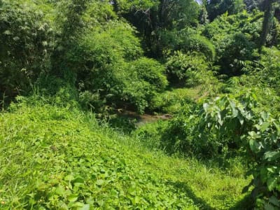 SALE!! TANAH SIAP BANGUN 6,76 HA KETEWEL IDA BAGUS MANTRA - Thumbnail 3
