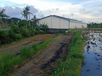 SALE!! TANAH SIAP BANGUN 6,76 HA KETEWEL IDA BAGUS MANTRA - Thumbnail 10