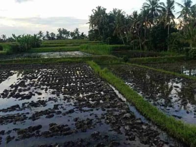 SALE!! TANAH SIAP BANGUN 6,76 HA KETEWEL IDA BAGUS MANTRA - Thumbnail 9