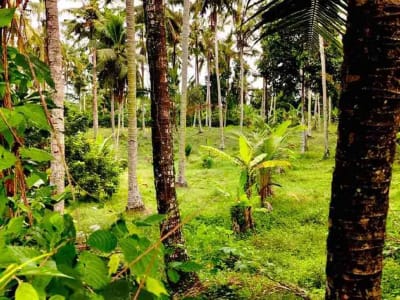 jual tanah murah ,di tabanan.pinggir jln aspal .luas 8500m2 (85 are). harga 50 jt/ are/100m2 - Thumbnail 5