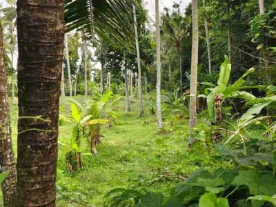 jual tanah murah ,di tabanan.pinggir jln aspal .luas 8500m2 (85 are). harga 50 jt/ are/100m2 - Thumbnail 6