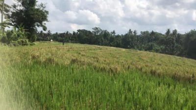 Dijual tanah murah dengan view sawah terasering di tabanan bali - Thumbnail 1