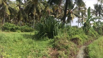 Dijual tanah murah dengan view sawah terasering di tabanan bali - Thumbnail 2