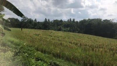 Dijual tanah murah dengan view sawah terasering di tabanan bali - Thumbnail 5