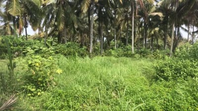 Dijual tanah murah dengan view sawah terasering di tabanan bali - Thumbnail 7