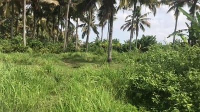 Dijual tanah murah dengan view sawah terasering di tabanan bali - Thumbnail 8