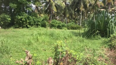 Dijual tanah murah dengan view sawah terasering di tabanan bali - Thumbnail 3