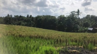 Dijual tanah murah dengan view sawah terasering di tabanan bali - Thumbnail 4