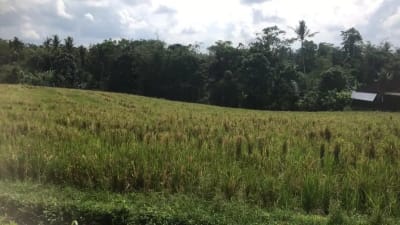 Dijual tanah murah dengan view sawah terasering di tabanan bali - Thumbnail 6