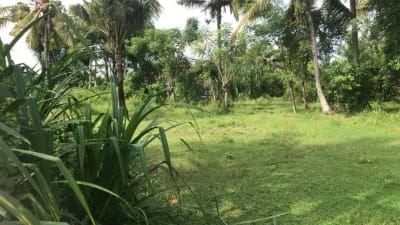 Dijual tanah murah dengan view sawah terasering di tabanan bali - Thumbnail 9
