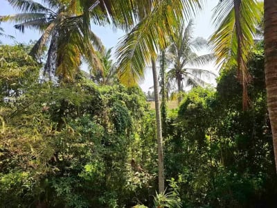 dijual tanah strategis dekat pantai wisata di tabanan dengan view sawah dab los sungai kecil berbatu - Thumbnail 4