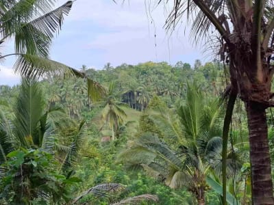 dijual tanah kebun murah los sungai jernih dengan view sawah dan gunung di tabanan bali - Thumbnail 7