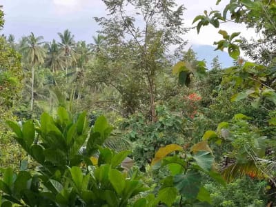 dijual tanah kebun murah los sungai jernih dengan view sawah dan gunung di tabanan bali - Thumbnail 6