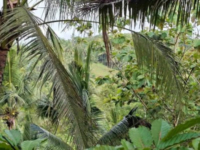 dijual tanah kebun murah los sungai jernih dengan view sawah dan gunung di tabanan bali - Thumbnail 8