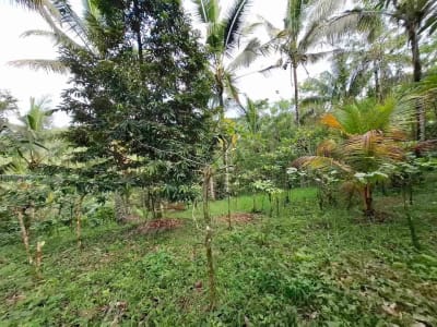 dijual tanah kebun murah los sungai jernih dengan view sawah dan gunung di tabanan bali - Thumbnail 5