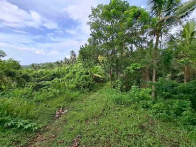dijual tanah kebun murah los sungai jernih dengan view sawah dan gunung di tabanan bali - Thumbnail 10