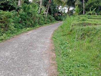 Tanah Perkebunan Durian - Thumbnail 2