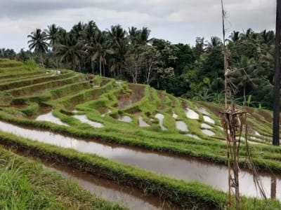 Tanah Perkebunan Durian - Thumbnail 3