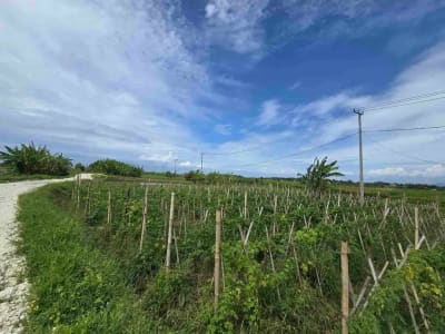 Dijual tanah kecil murah dekat pantai pasut tabanan bali - Thumbnail 2