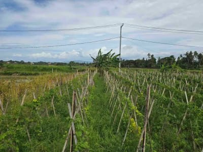 Dijual tanah kecil murah dekat pantai pasut tabanan bali - Thumbnail 7