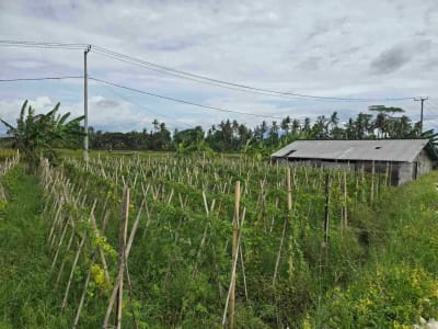 Dijual tanah kecil murah dekat pantai pasut tabanan bali - Thumbnail 8