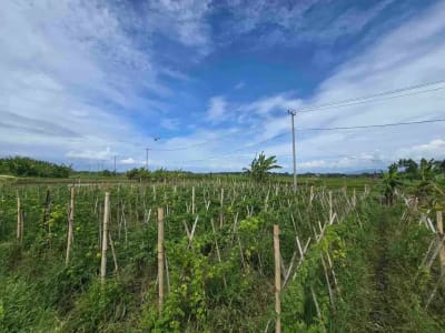 Dijual tanah kecil murah dekat pantai pasut tabanan bali - Thumbnail 1