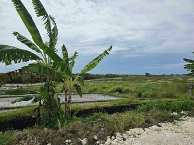 Dijual tanah kecil murah dekat pantai pasut tabanan bali - Thumbnail 6