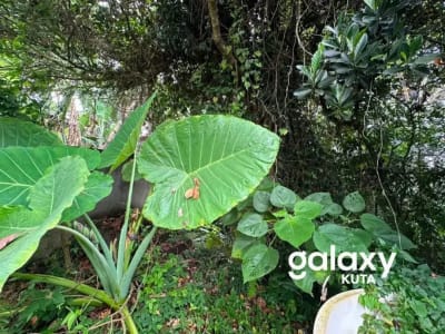 DIJUAL TANAH JUNGLE VIEW DEKAT RS SANJIWANI DI BITERA GIANYAR - Thumbnail 6