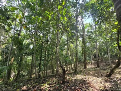 Dujual kebun durian manggus murah di tabanan balj - Thumbnail 5