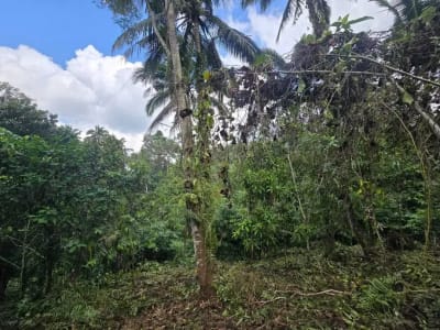 Dujual kebun durian manggus murah di tabanan balj - Thumbnail 7