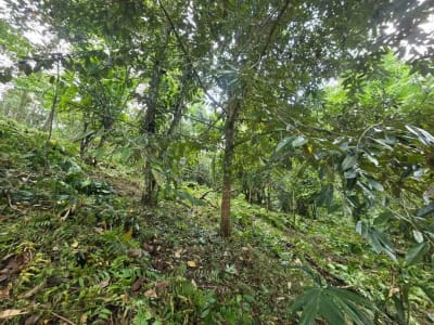 Dujual kebun durian manggus murah di tabanan balj - Thumbnail 4