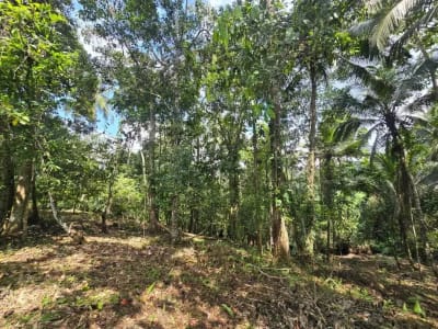 Dujual kebun durian manggus murah di tabanan balj - Thumbnail 2