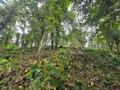 Dujual kebun durian manggus murah di tabanan balj - Thumbnail 8