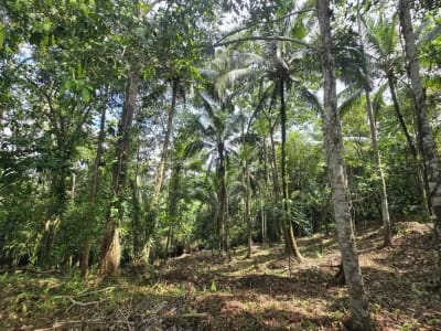 Dujual kebun durian manggus murah di tabanan balj - Thumbnail 6