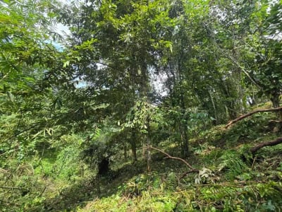 Dujual kebun durian manggus murah di tabanan balj - Thumbnail 10