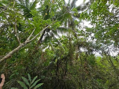 Dijual tanah langsung dengan sungai bebatuan di tabanan bali - Thumbnail 6