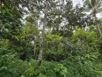 Dijual tanah langsung dengan sungai bebatuan di tabanan bali - Thumbnail 10