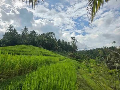 Dijual tanah murah los sungai view sawah terasering dan gunung di bali - Thumbnail 3