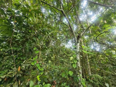 Dijual tanah murah los sungai view sawah terasering dan gunung di bali - Thumbnail 10