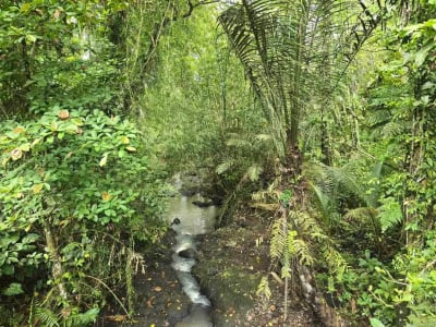 Dijual tanah murah los sungai view sawah terasering dan gunung di bali - Thumbnail 8