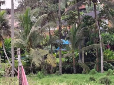 Tanah 25,76 Are Zona Perumahan Disewakan, di Area Sukawati Gianyar - Thumbnail 4