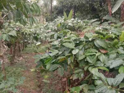 Kebun Kopi di Tabanan Bali hanya 15 Menit ke Balian Beach - Thumbnail 1