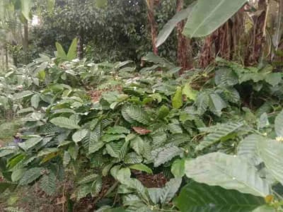 Kebun Kopi di Tabanan Bali hanya 15 Menit ke Balian Beach - Thumbnail 2