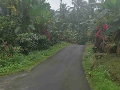 Kebun Kopi di Tabanan Bali hanya 15 Menit ke Balian Beach - Thumbnail 6