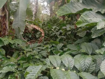 Kebun Kopi di Tabanan Bali hanya 15 Menit ke Balian Beach - Thumbnail 3
